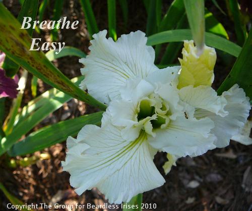 Breathe Easy 